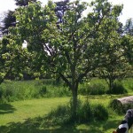 Outside the Shepherds Hut Panoramic